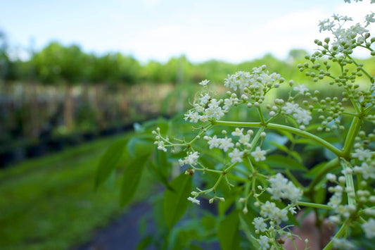 Thriving Food Forest in Florida: A Guide to Selecting the Right Plants