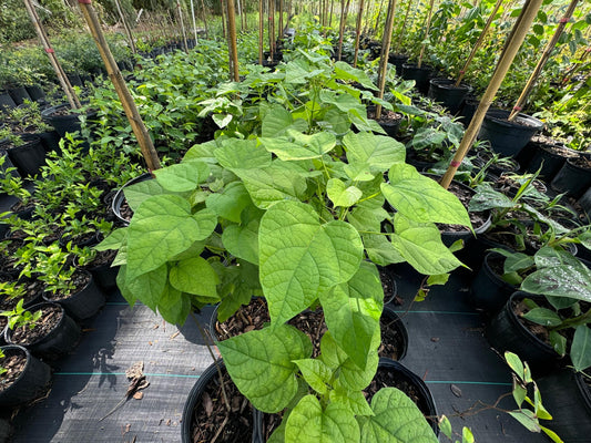 The Southern Catalpa: A Beautiful, Versatile Tree for Your Landscape