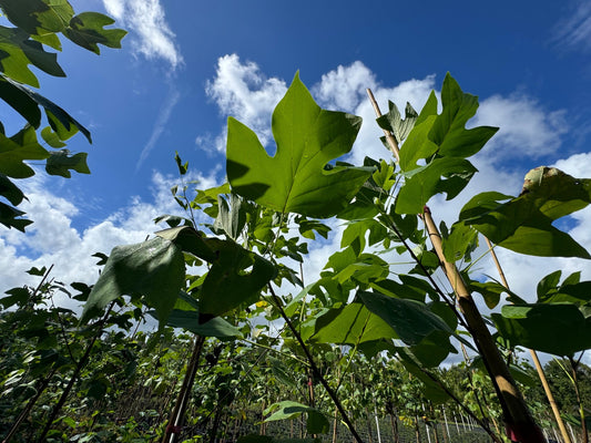 Tulip Poplar: A Majestic Native Tree for Your Florida Landscape