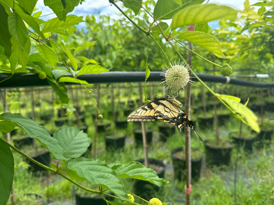 Attracting Butterflies with Native Plants: A Guide for Your Garden