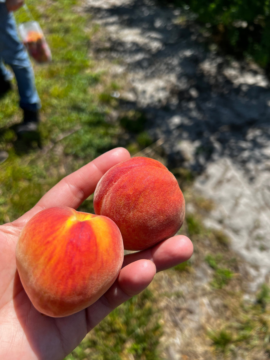 Did You Know? 🍑 Why Tropic Beauty Peaches Are Perfect for Florida Gardens