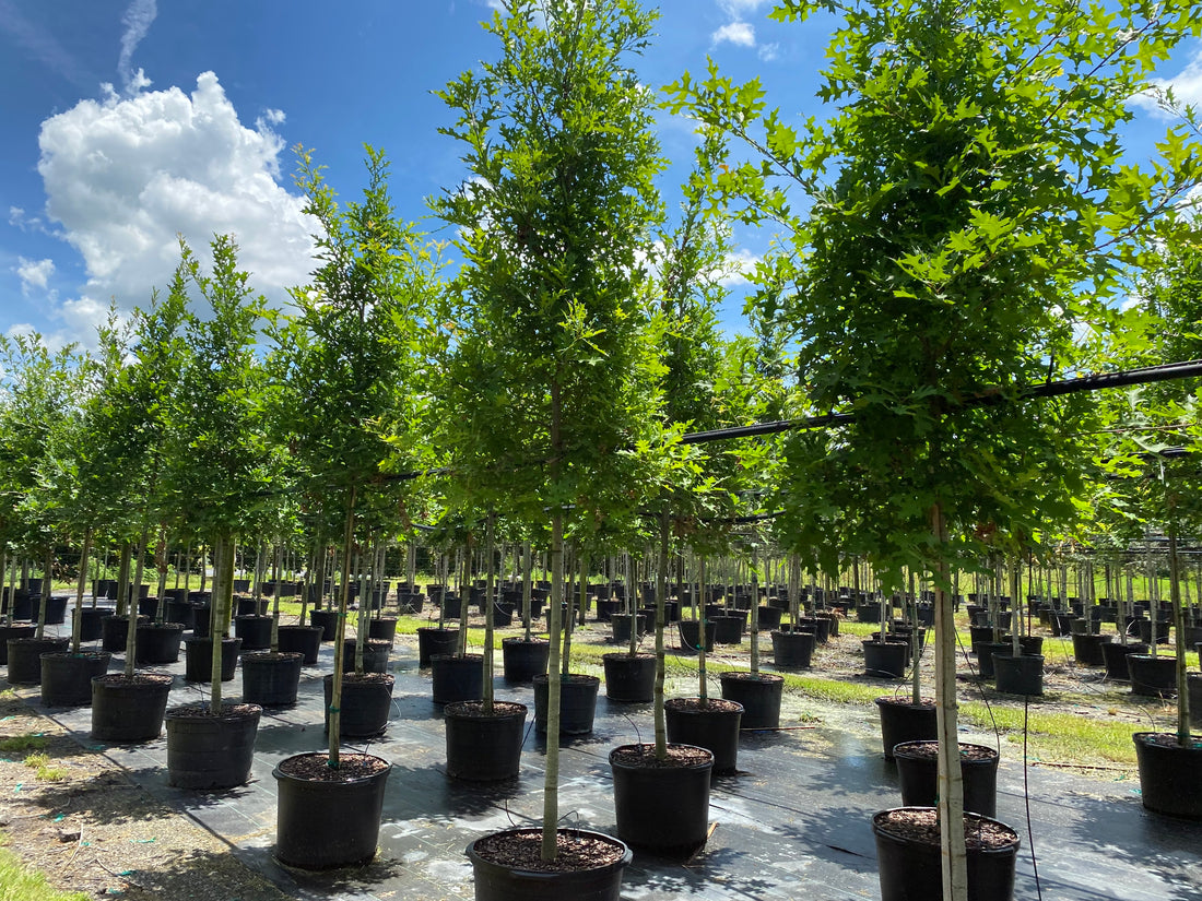 How to Care for Newly Planted Trees: A Guide to Ensure Strong, Healthy Growth