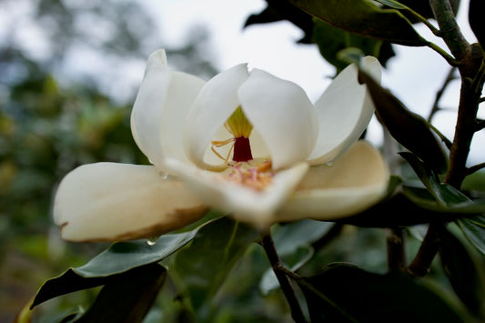 Magnolia Guide: Little Gem, Bracken’s Brown Beauty, and DD Blanchard—What’s the Difference?