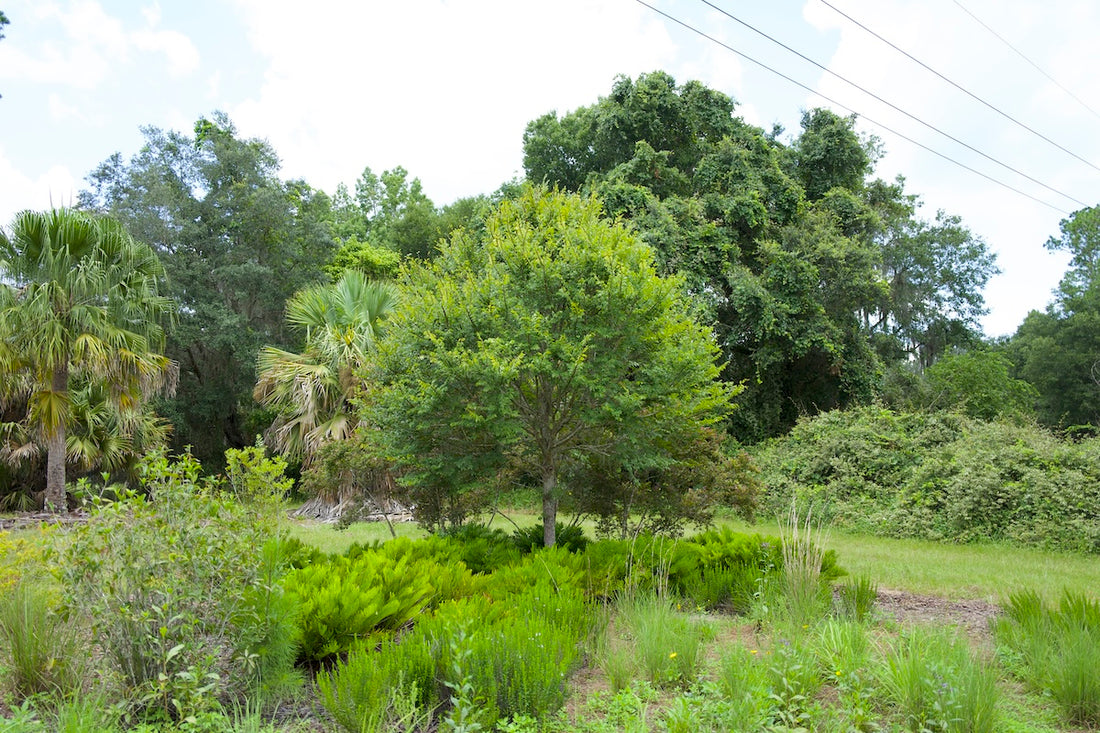 Why the Winged Elm is a Great Choice for Your Landscape