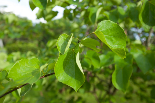 Why You Should Plant a Redbud Tree: A Stunning Addition to Any Landscape