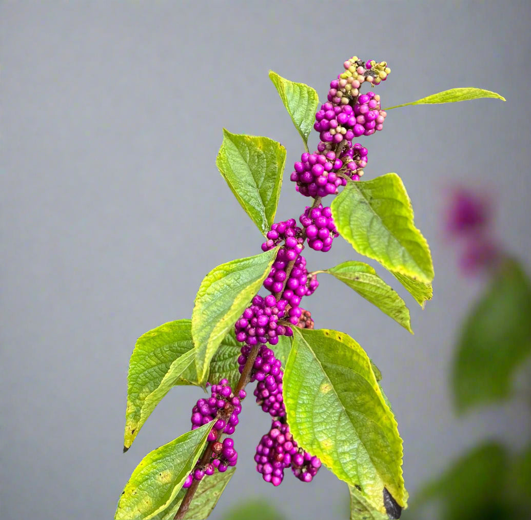 Did You Know? 🌿 The American Beautyberry is a Native Treasure!