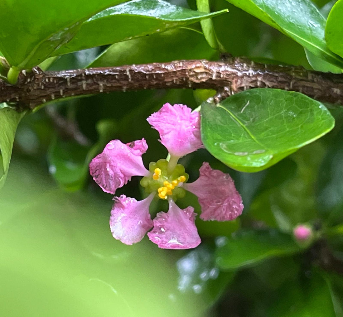 Did You Know? 🍒 The Amazing Benefits of Barbados Cherry