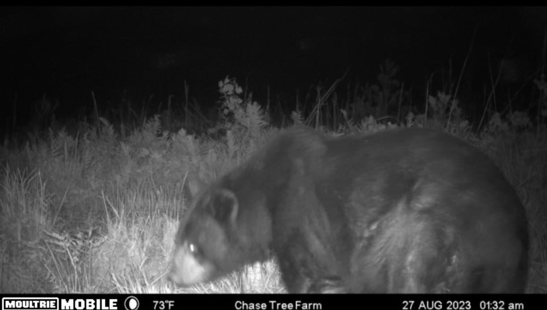 feeding the wildlife backyard and hunting ground