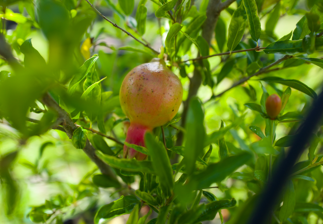 Add Color and Charm to Your Garden with Dwarf Pomegranate