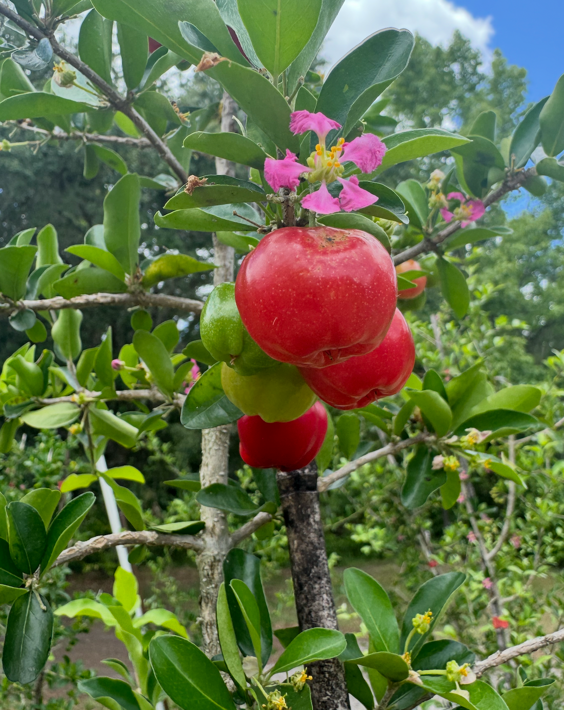 Barbados Cherry: A Delicious, Fast-Growing Fruit Tree for Your Garden