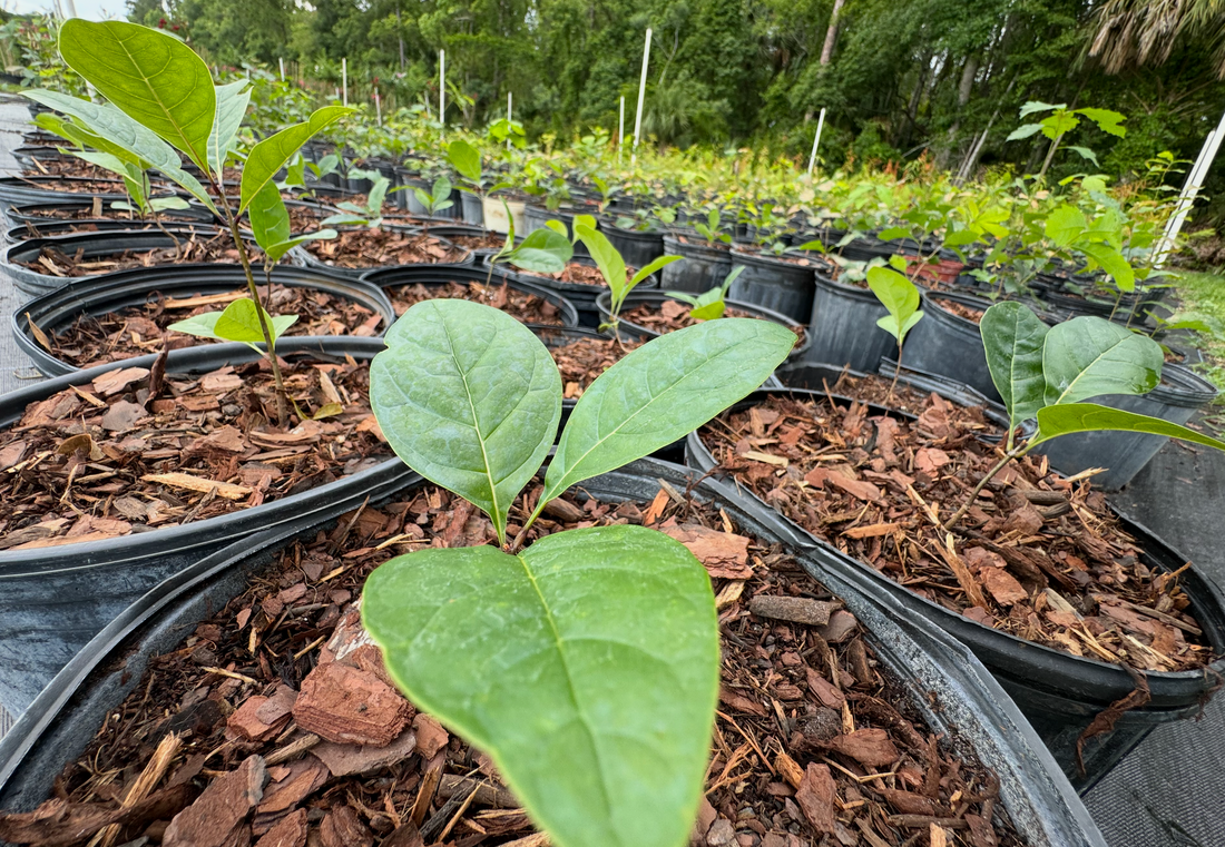 American Fringe Tree: A Stunning Native Tree for Your Landscape