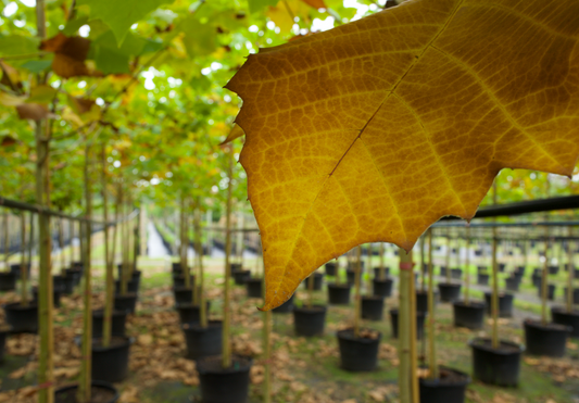 The Majestic American Sycamore: A Hardy Shade Tree for Florida Landscapes