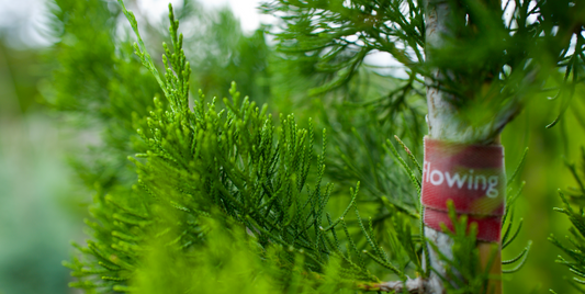 Southern Red Cedar: A Hardy, Versatile Native for Your Florida Landscape