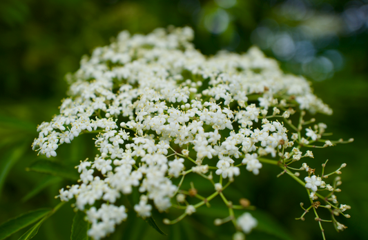 Elderberry: A Beautiful, Native-Friendly Alternative to Crape Myrtle for Florida Gardens