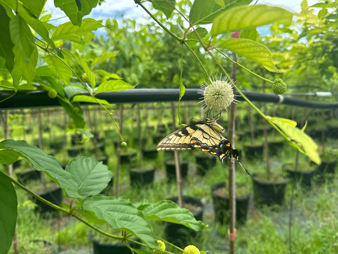 Why You Should Shop for Butterfly Plants at Flowing Well Tree Farm 🦋