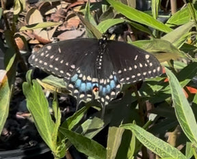 Butterfly Garden