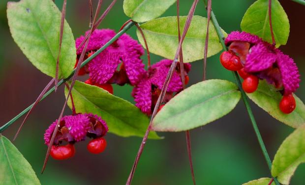 Flowering