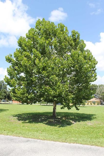 Sycamore - (Platanus occidentalis) STD 15 Gallon