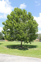 Sycamore - (Platanus occidentalis) STD 15 Gallon