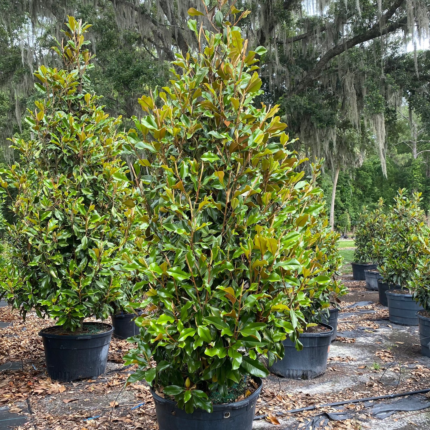 Bracken's Brown Beauty Magnolia Florida Native 15, 30, 45 Gallon