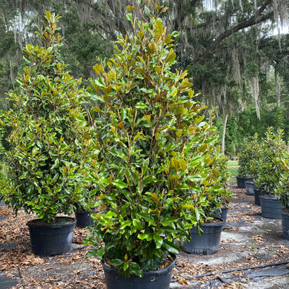 Bracken's Brown Beauty Magnolia Florida Native