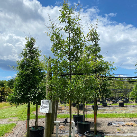 Willow Oak Florida Native 30 Gallon **Limited Quantity**