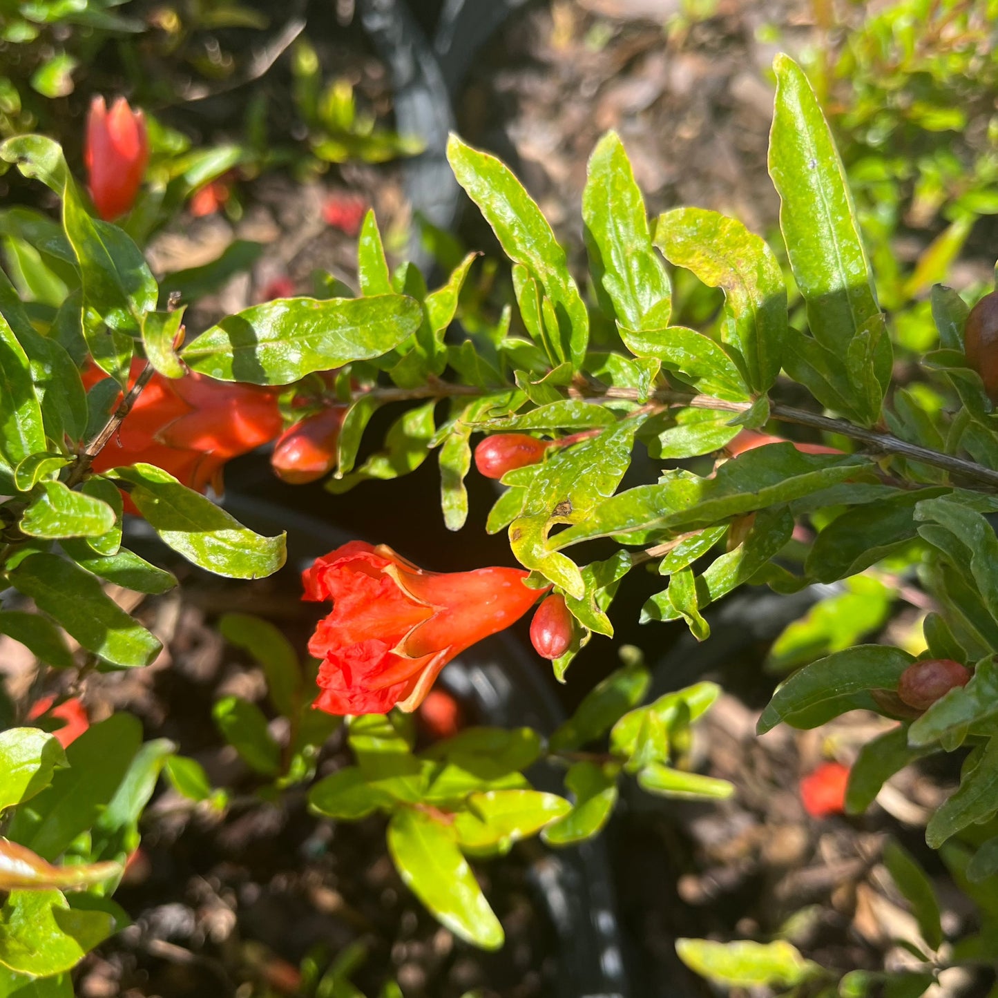 Dwarf Red Pomegranate 3 Gallon