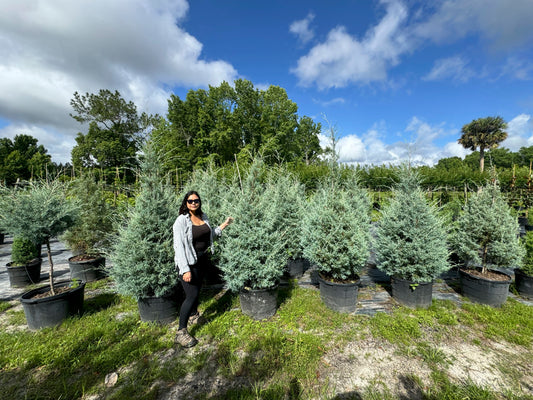 Carolina Cypress Florida Native