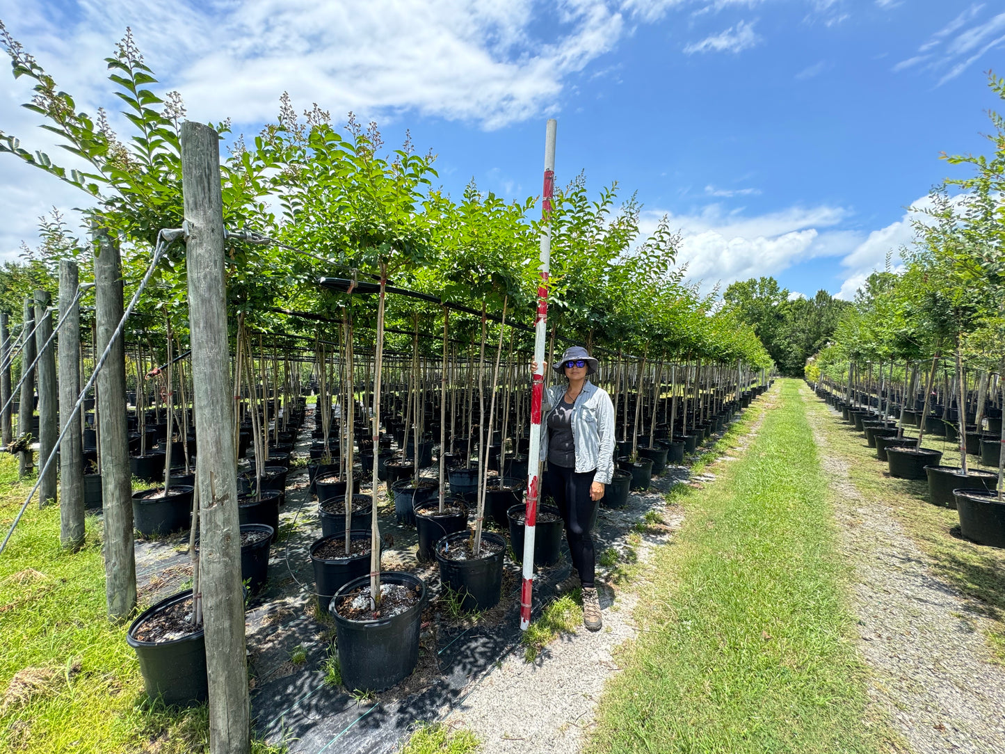 Standard Crape Myrtles