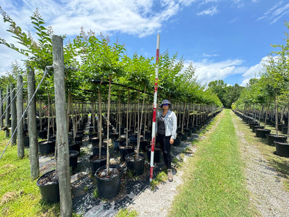 Standard Crape Myrtles 15, 30 & 45 Gallon