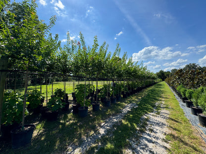 Standard Crape Myrtles 15, 30 & 45 Gallon