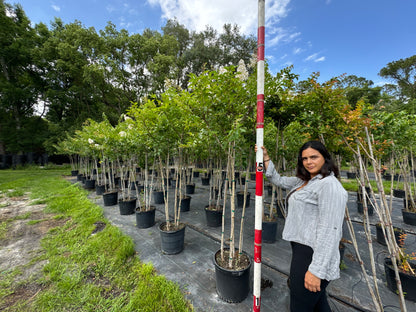 Multi Crape Myrtles 15 & 30 Gallon