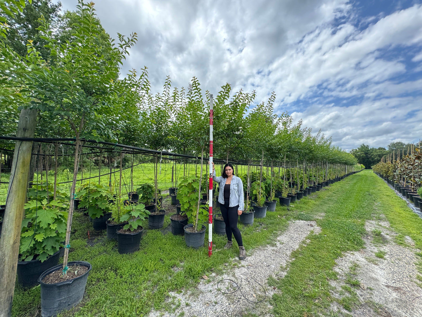 Standard Crape Myrtles 15, 30 & 45 Gallon