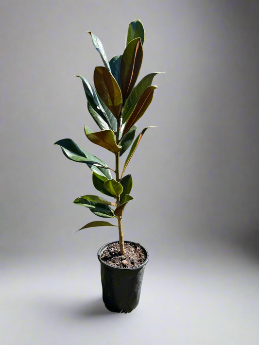 DD Blanchard Magnolia (Magnolia grandiflora 'D.D.') 1 Gallon