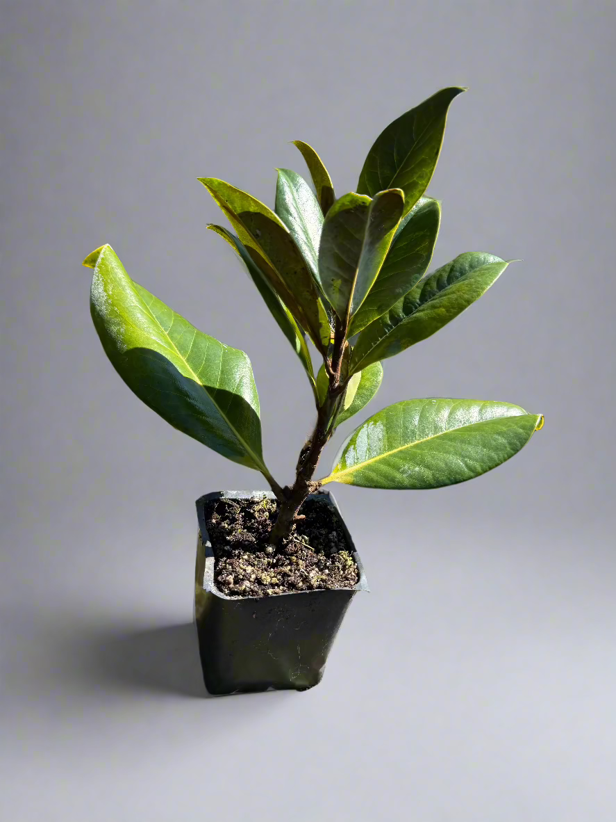 DD Blanchard Magnolia (Magnolia grandiflora 'D.D.') Liner (2 PACK)