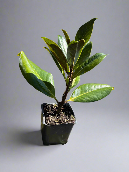 DD Blanchard Magnolia (Magnolia grandiflora 'D.D.') Liner (2 PACK)