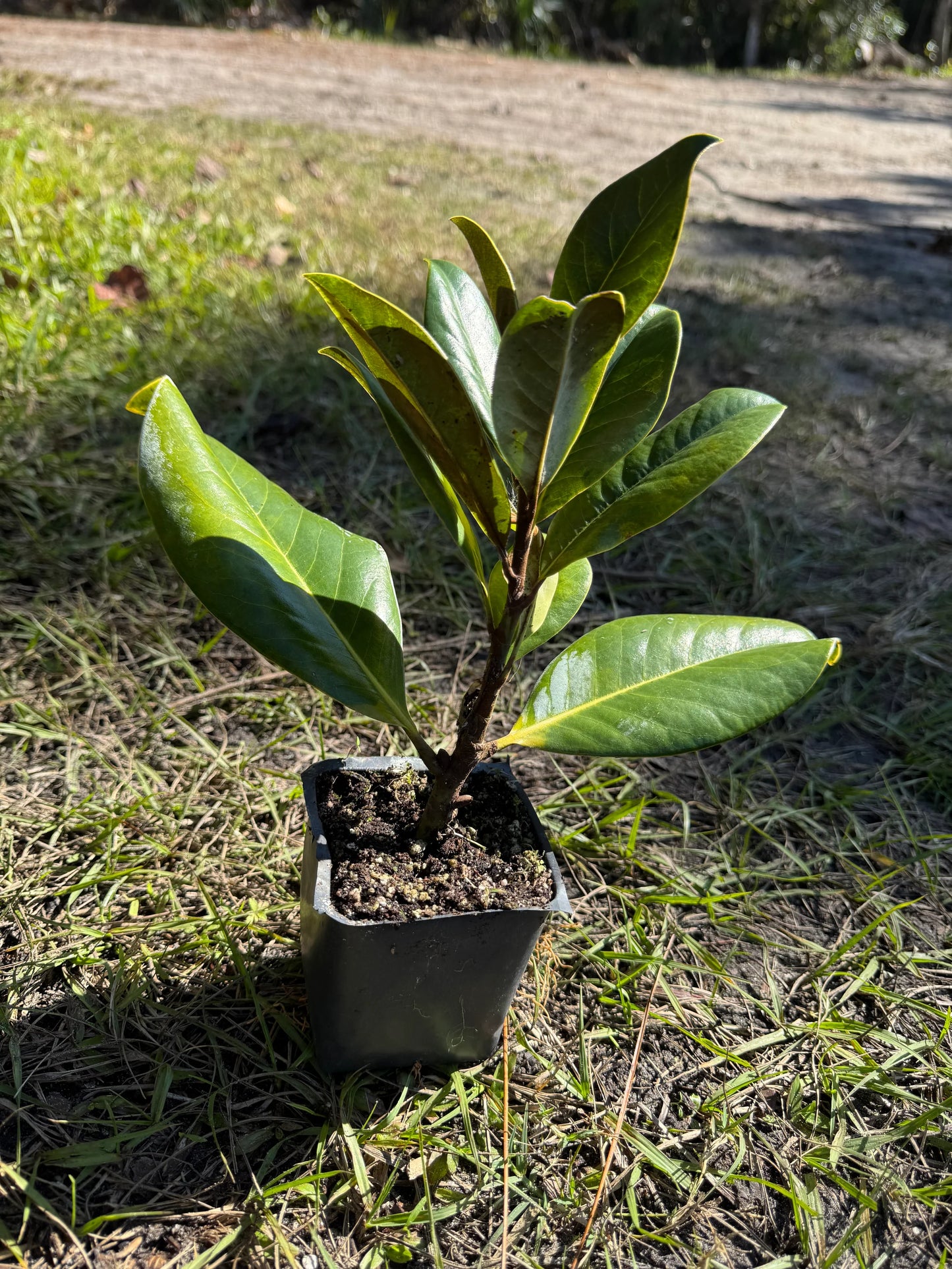 Native Garden Starter Bundle – Arbor Day Special