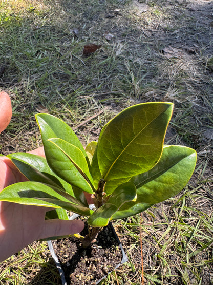 DD Blanchard Magnolia (Magnolia grandiflora 'D.D.') Liner (2 PACK)