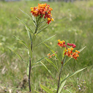 Deep Red Native Milkweed