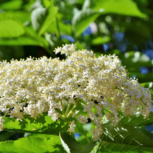 Florida Native Elderberry (Sambucus Nigra) 15 Gallon