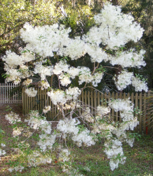 American Fringe Tree Flowing Well Tree Farm