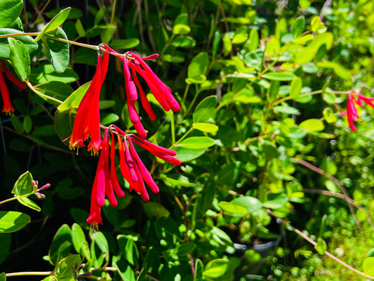 Coral Honey Suckle (Lonicera sempervirens) 3 Gallon