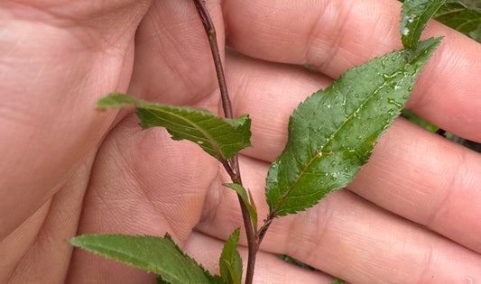 Flatwood Plum (Prunus umbellata) – Florida Native 1-Gallon