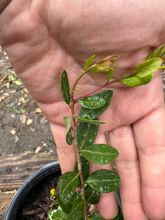 Yaupon Holly Florida Native Liner & 3 Gallon