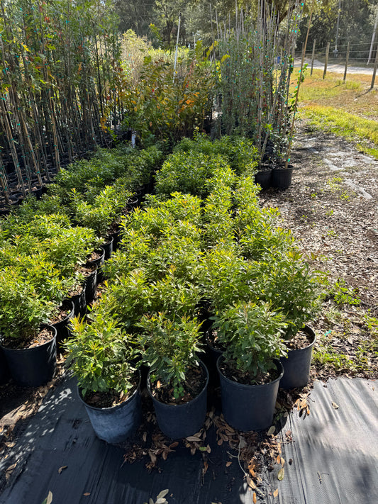 Wax Myrtle (Morella cerifera) 3 Gallon – Reserve Yours Today