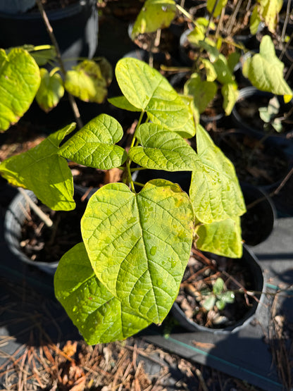 Catalpa (Catalpa Bignonioides) Florida Native 3 Gallon