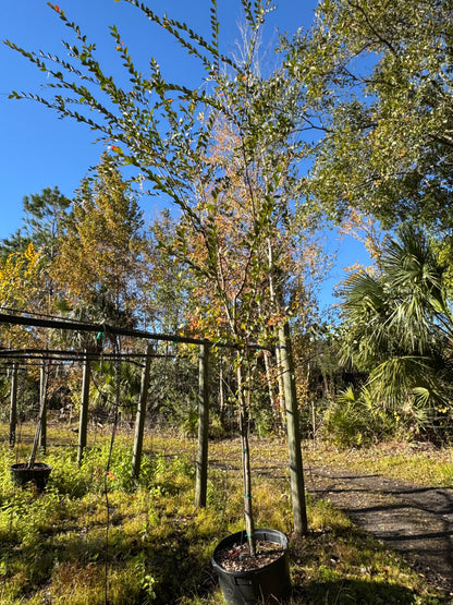 Drake Elm (Ulmus Parvifolia) 15 & 30 Gallon