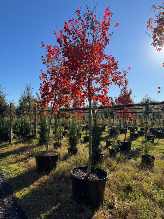 Florida Flame Maple (Acer Rubrum) 3 Gallon