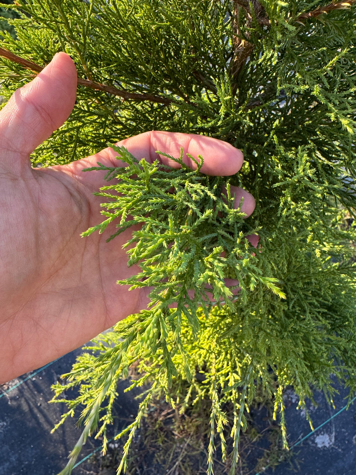 Eastern Red Cedar (Juniperus Virginiana) Florida Native 15 Gallon