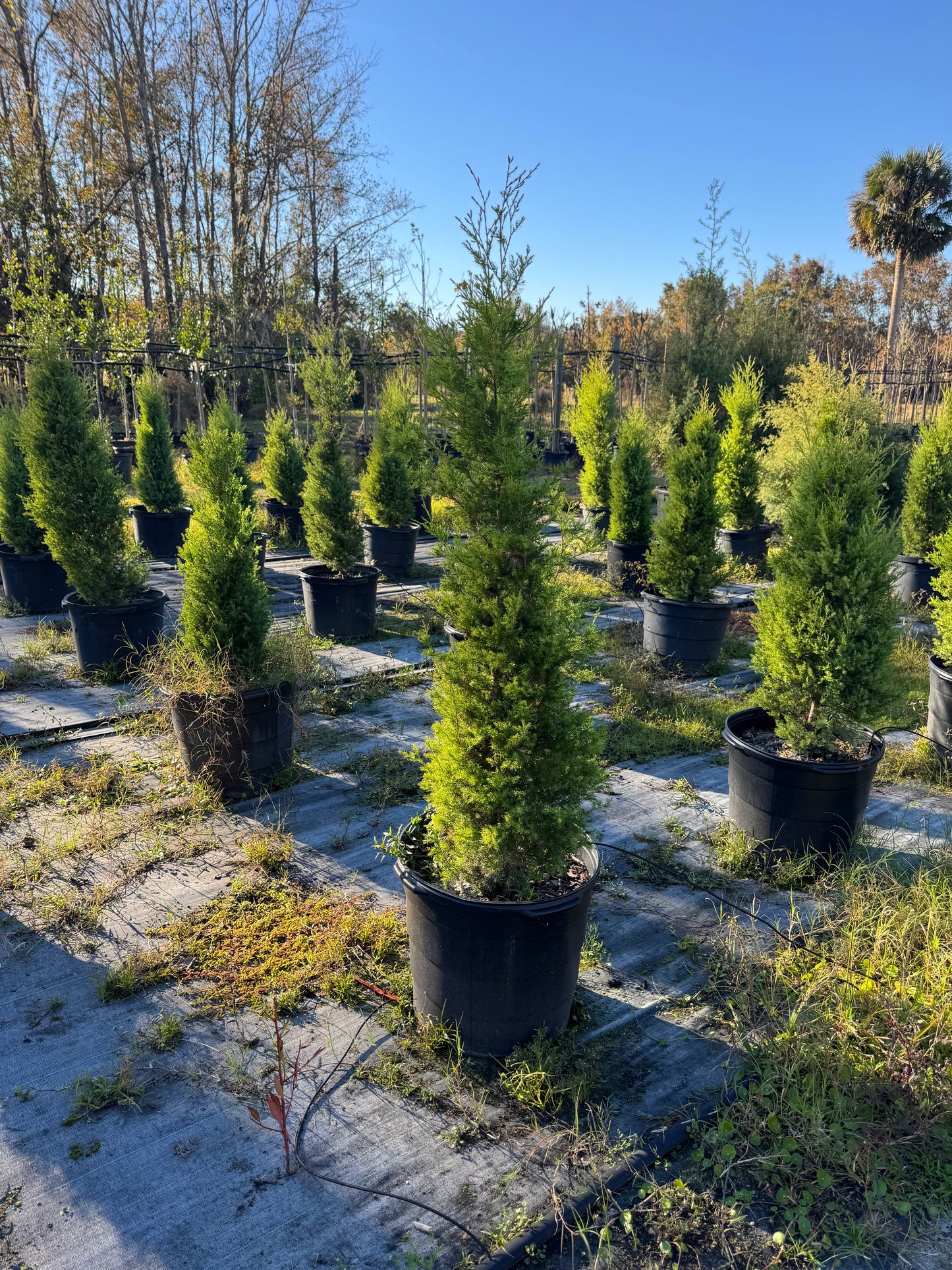 Eastern Red Cedar (Juniperus Virginiana) Florida Native 15 Gallon